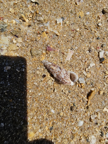 Thericium vulgatum