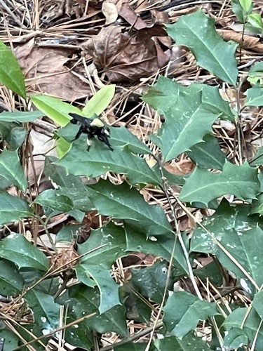 Unknown species found near Tyler County, TX, USA