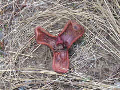 Prosopanche americana