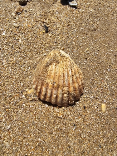 Acanthocardia tuberculata