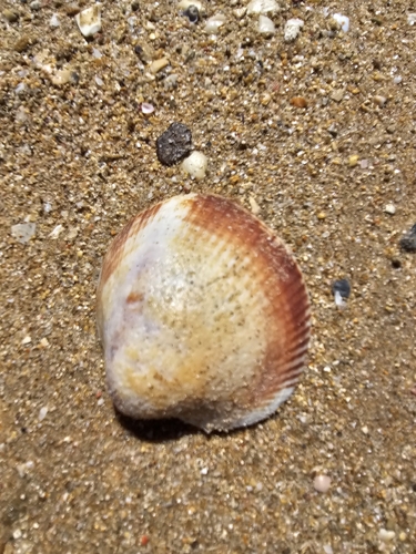 Glycymeris nummaria