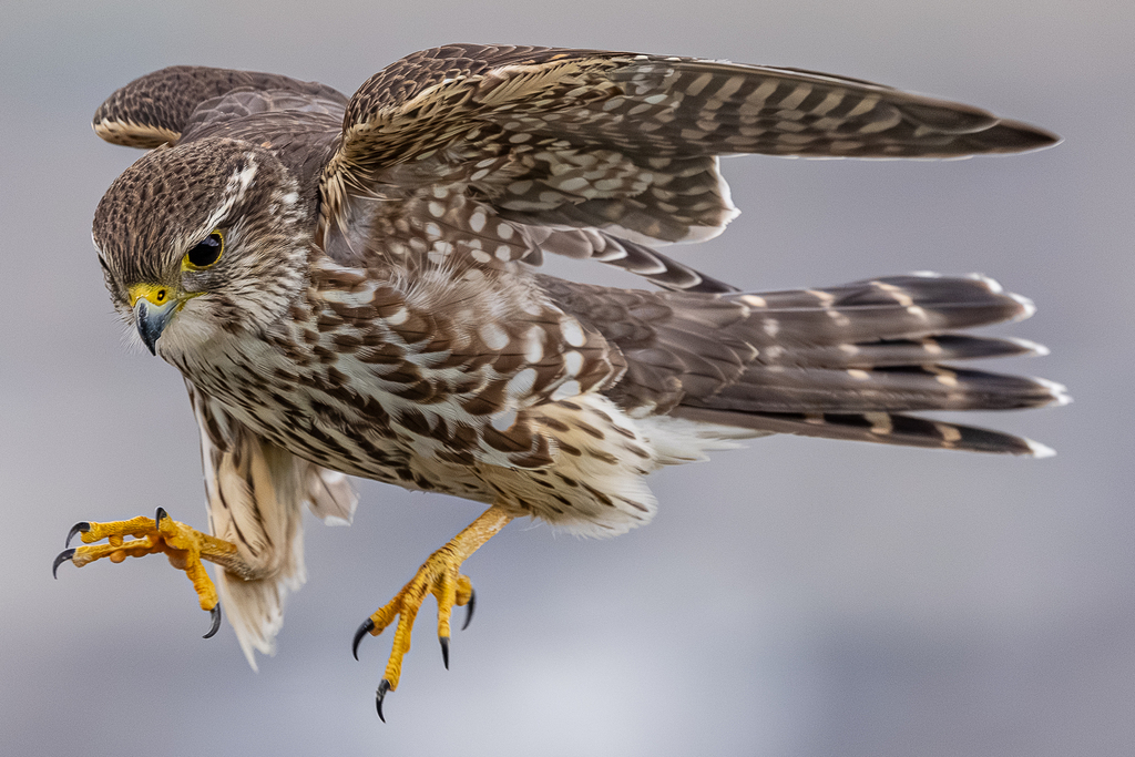 Merlin Running Merlin from Kennewick, WA, USA on March 16, 2026 at 09:26 AM by Jef-B ...