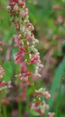 Rumex bucephalophorus