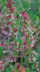 Rumex bucephalophorus