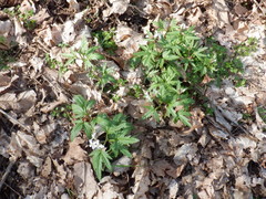 Cardamine concatenata