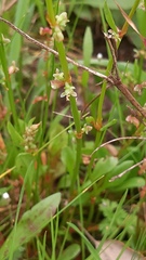 Rumex bucephalophorus