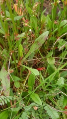 Rumex bucephalophorus