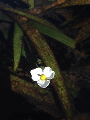 Sagittaria kurziana
