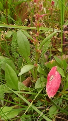 Rumex bucephalophorus