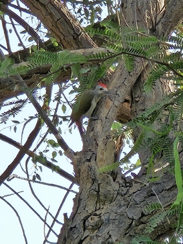 African Grey Woodpecker