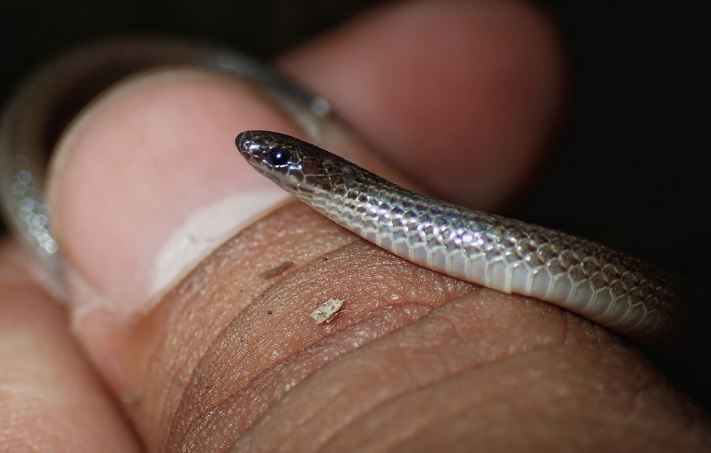 Pacific Coast Centipede Snake