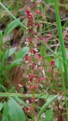 Rumex bucephalophorus
