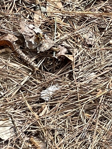 Unknown species found near Tyler County, TX, USA