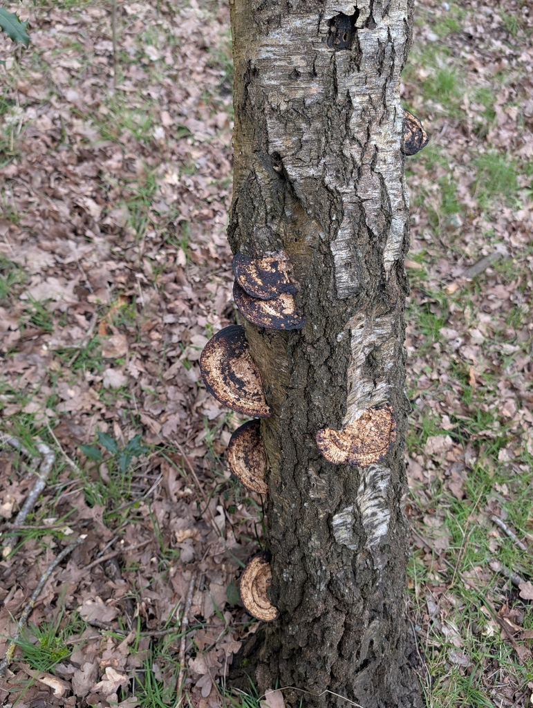 Daedaleopsis confragosa · March 2026 · photo: © pilmar (iNaturalist, cc0)