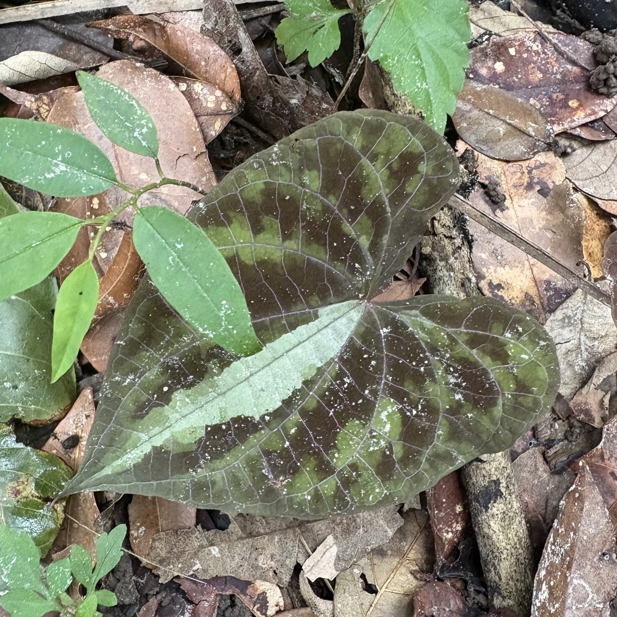 Dioscorea dodecaneura