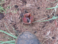 Prosopanche americana