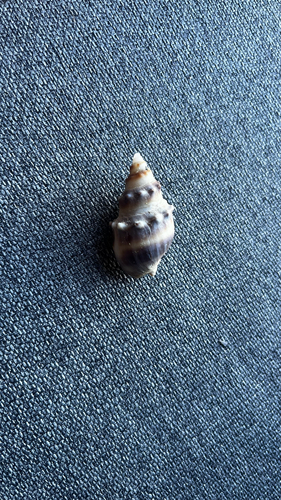 Buccinanops monilifer observed 2026-03-16