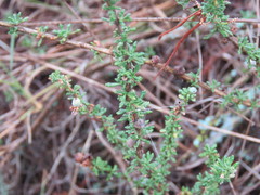Acantholippia seriphioides