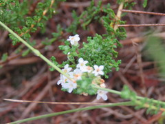 Acantholippia seriphioides