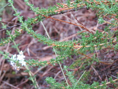 Acantholippia seriphioides