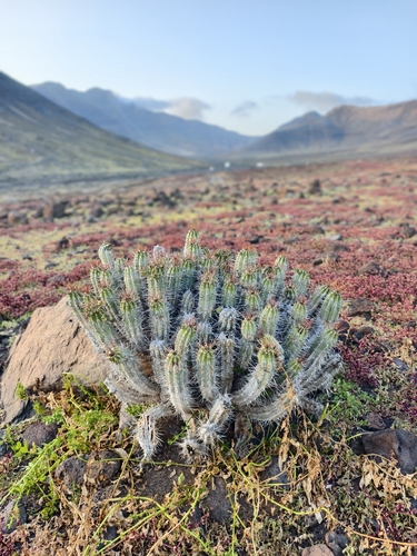 Euphorbia handiensis, photograph 2