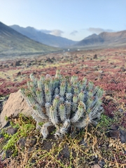 Euphorbia handiensis, photograph (c) Ben Jobson, some rights reserved (CC BY)