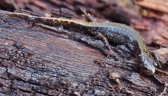 Ambystoma macrodactylum macrodactylum