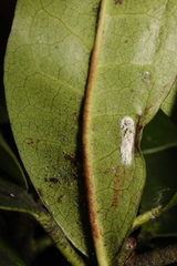 Pulvinaria floccifera