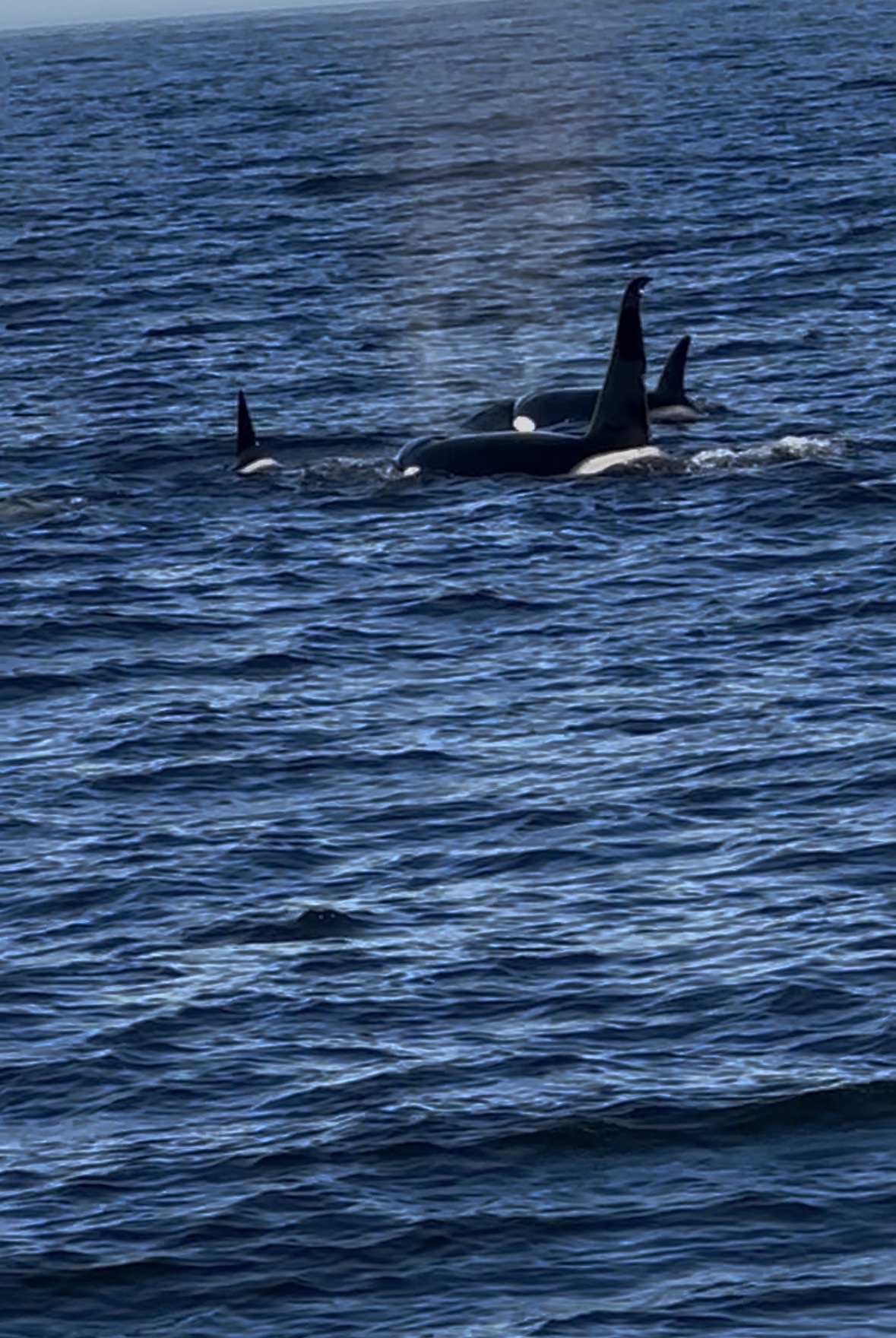 Orcinus orca