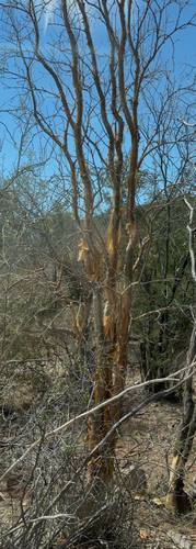 Jatropha cordata