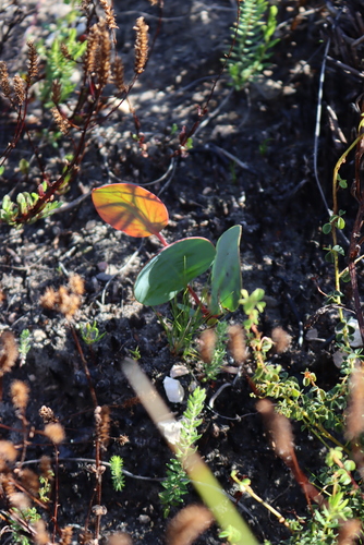 Heartleaf Sugarbush (Protea cordata)