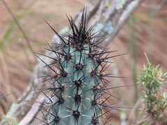 Cereus aethiops