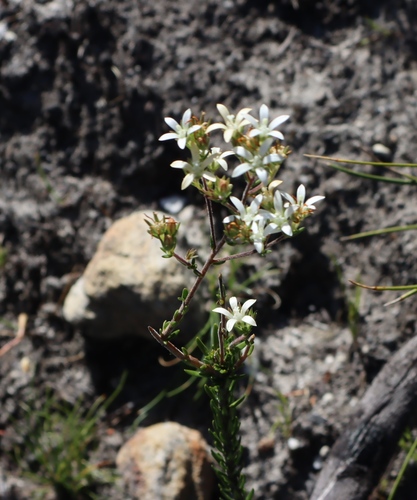Axil Capebell (Wahlenbergia axillaris)