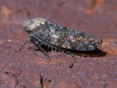 Paraphlepsius collitus