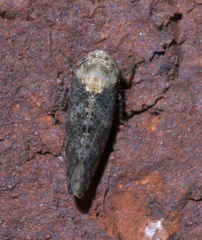 Paraphlepsius collitus
