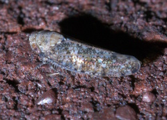 Paraphlepsius collitus