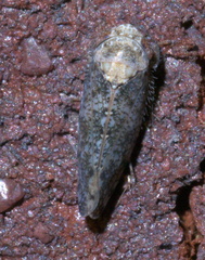 Paraphlepsius collitus