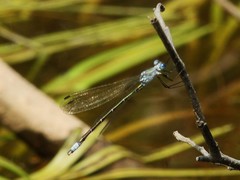 Lestes eurinus