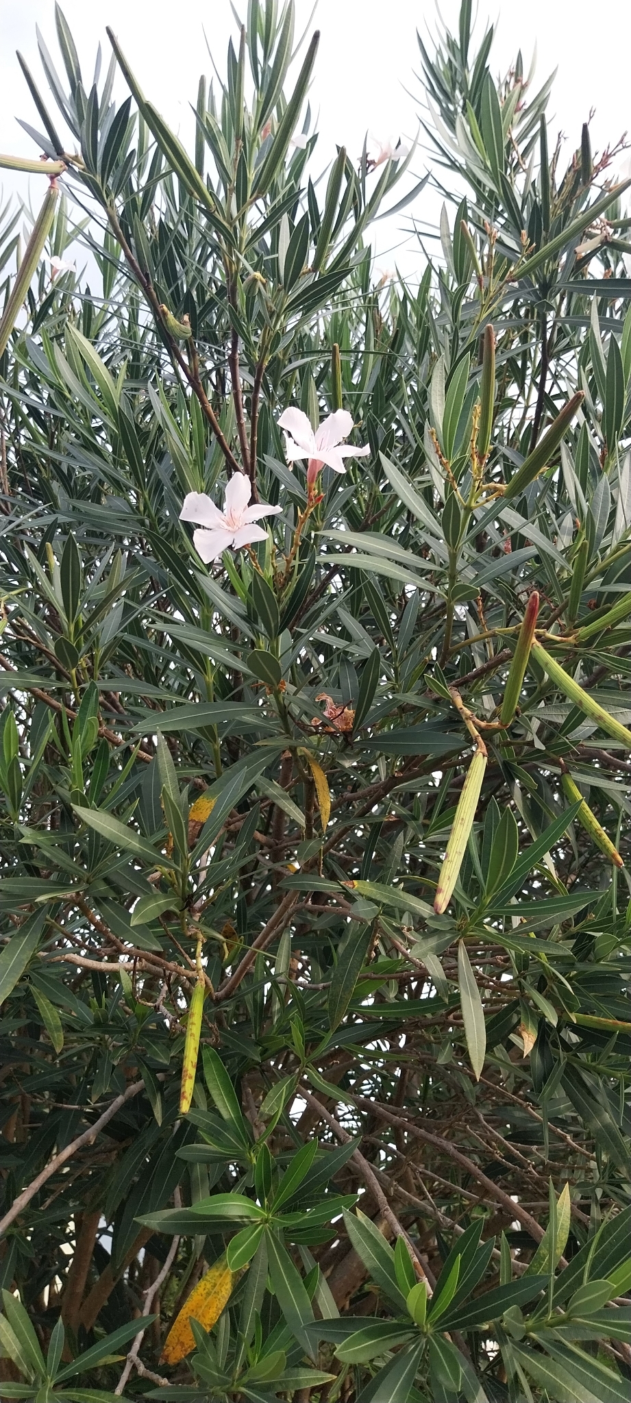 Nerium oleander