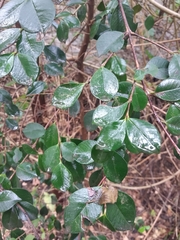 Luma apiculata