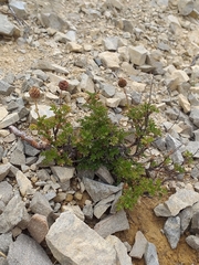 Acaena glabra