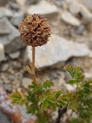 Acaena glabra