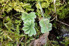 Alchemilla glaucescens