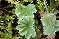 Alchemilla glaucescens, photograph author not stated, no rights reserved