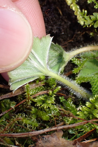 Alchemilla glaucescens, photograph 2
