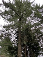 Pseudotsuga