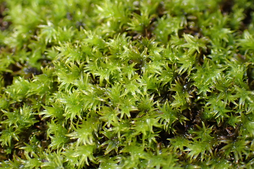 Slender Yoke-moss (Zygodon gracilis)