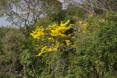 Handroanthus