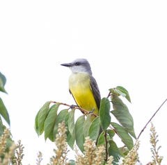 Tyrannus albogularis