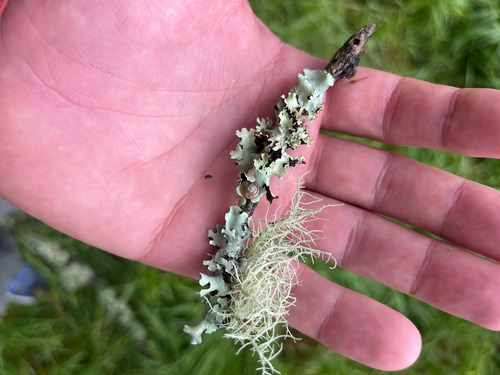 Oxychilus alliarius observed 2026-02-25